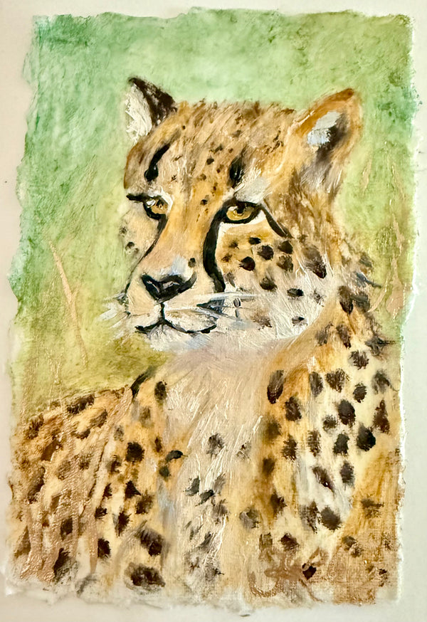 Cheetah